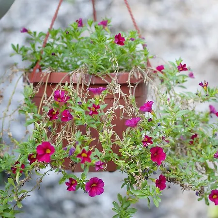 Apartament Hortenzija *